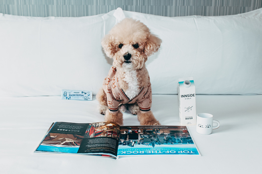 Teddy sitting on a hotel bed beside magazines and pet amenities